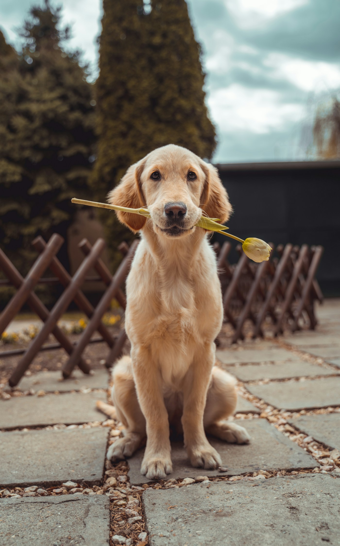 Golden dog enjoying a sunny day in the grass