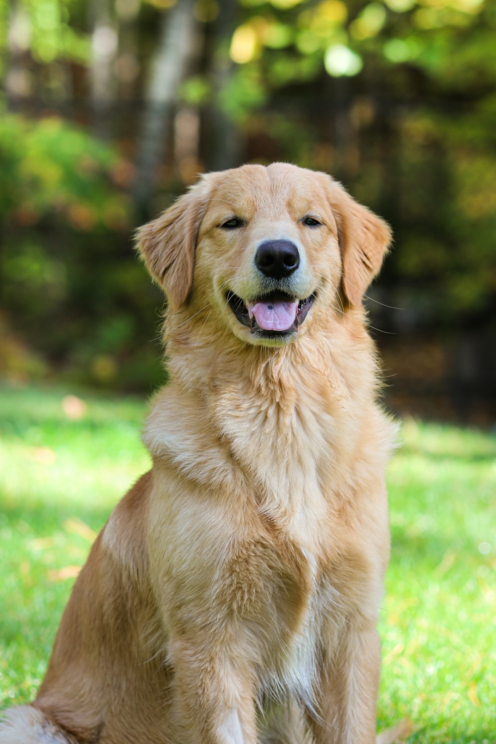 Golden retriever with a gentle expression